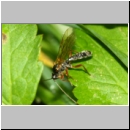 Dyspetes praerogator - Schlupfwespe w01a 8-9mm - OS-Hasbergen feuchte Lehmwiese det06.jpg